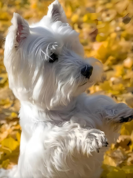 West Highland Terrier Westie Dog | Diamond Painting