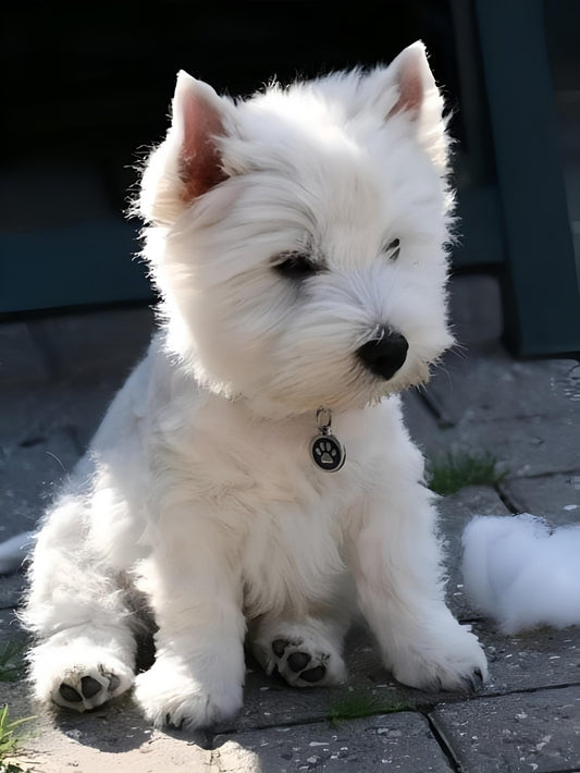 West Highland Terrier Westie Dog | Diamond Painting