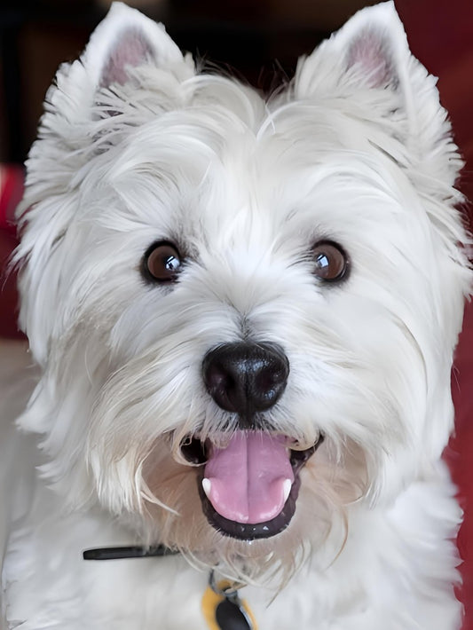 West Highland Terrier Westie Dog | Diamond Painting
