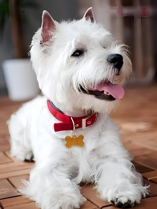 West Highland Terrier Westie Dog | Diamond Painting