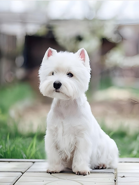 West Highland Terrier Westie Dog | Diamond Painting