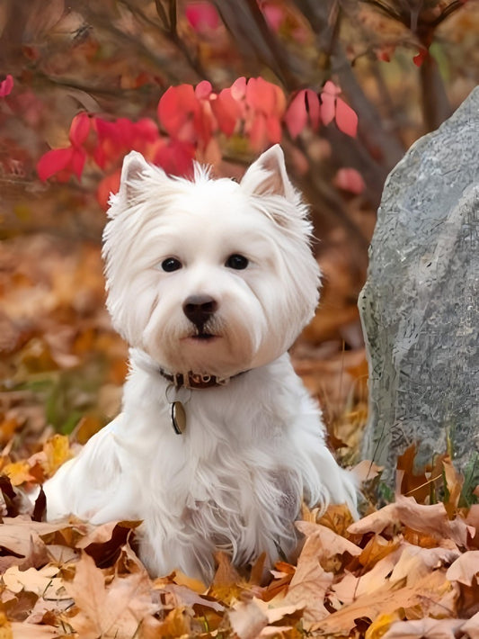 West Highland Terrier Westie Dog | Diamond Painting
