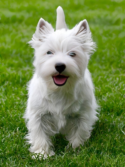 West Highland Terrier Westie Dog | Diamond Painting