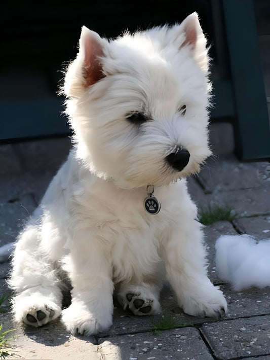 West Highland Terrier Westie Dog | Diamond Painting