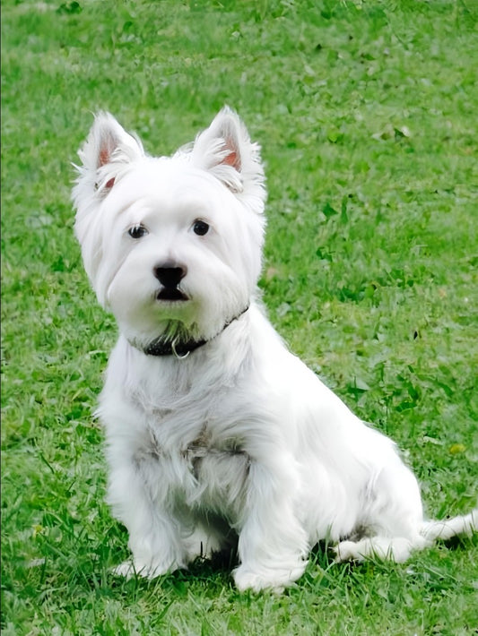 West Highland Terrier Westie Dog | Diamond Painting