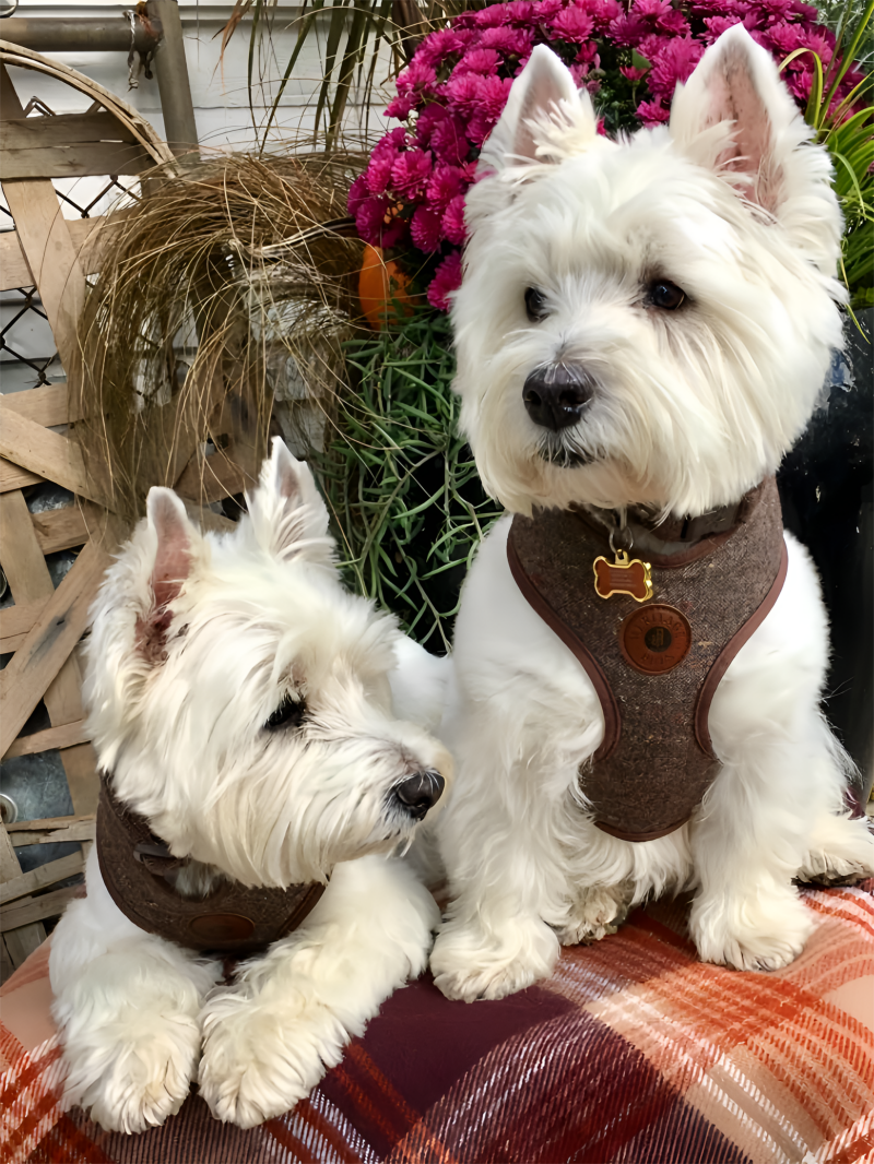 West Highland Terrier Westie Dog | Diamond Painting