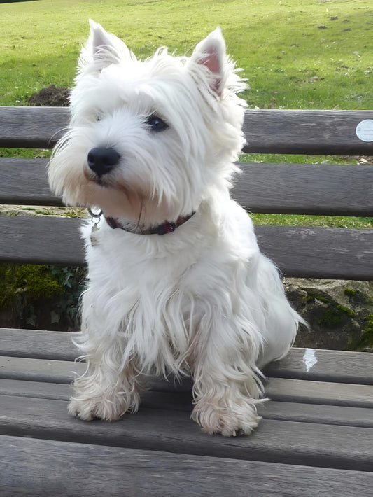 West Highland Terrier Westie Dog | Diamond Painting