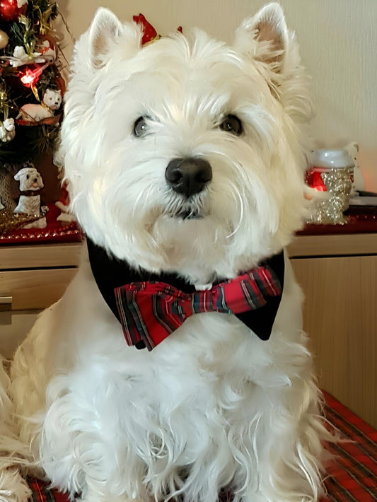 West Highland Terrier Westie Dog | Diamond Painting