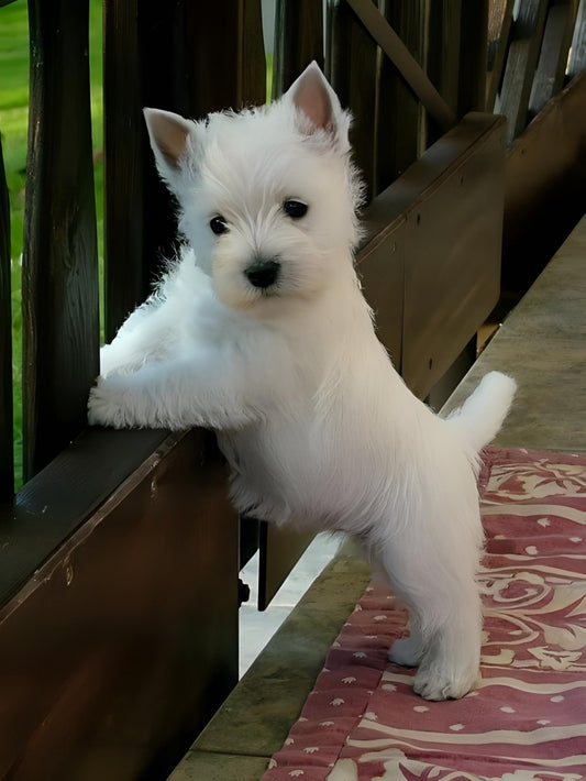 West Highland Terrier Westie Dog | Diamond Painting