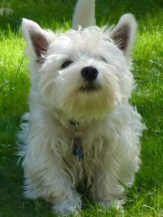 West Highland Terrier Westie Dog | Diamond Painting