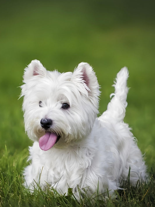 West Highland Terrier Westie Dog | Diamond Painting