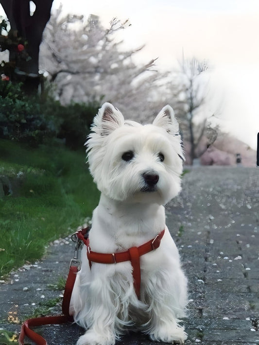 West Highland Terrier Westie Dog | Diamond Painting