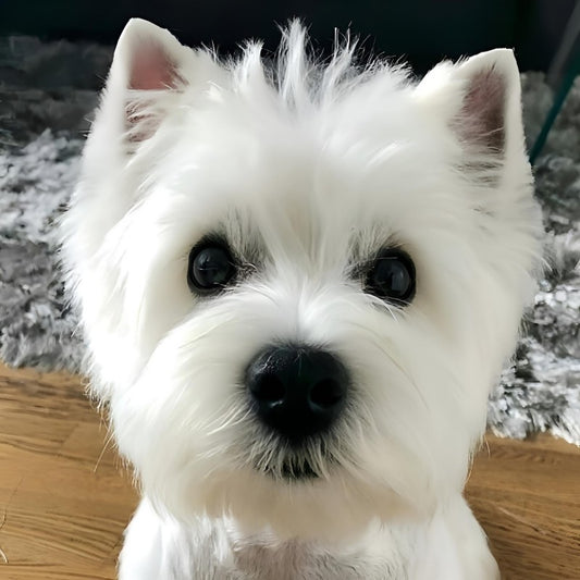 West Highland Terrier Westie Dog | Diamond Painting