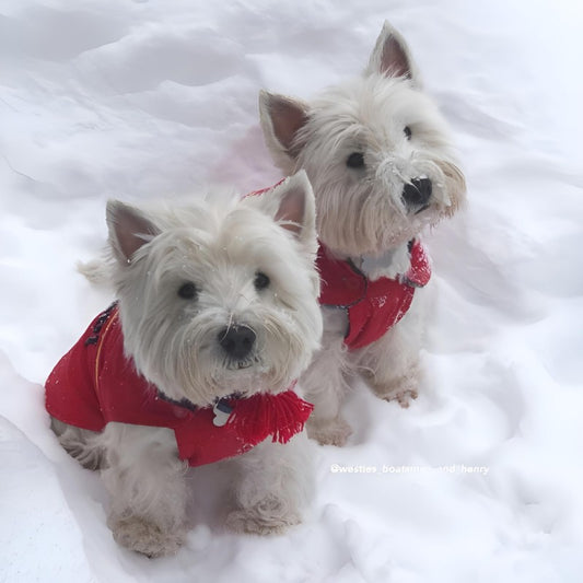 West Highland Terrier Westie Dog | Diamond Painting