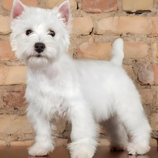 West Highland Terrier Westie Dog | Diamond Painting