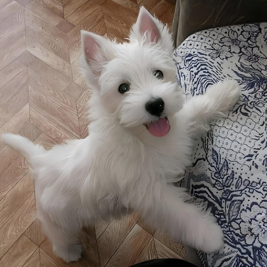 West Highland Terrier Westie Dog | Diamond Painting
