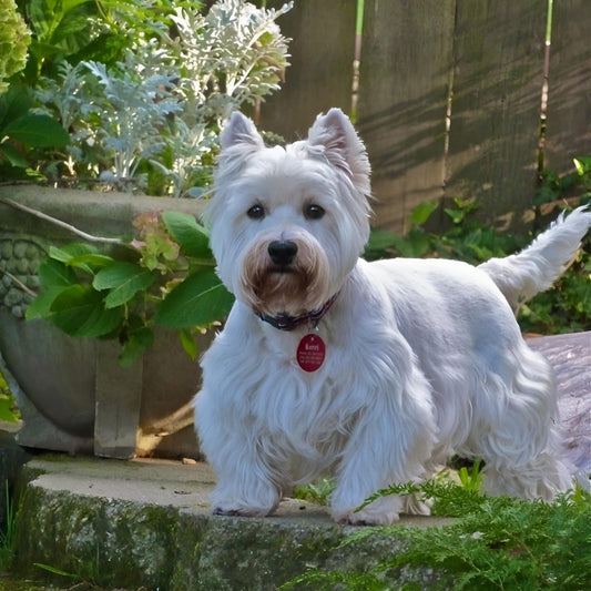 West Highland Terrier Westie Dog | Diamond Painting