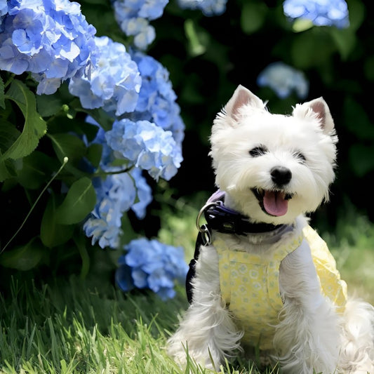 West Highland Terrier Westie Dog | Diamond Painting