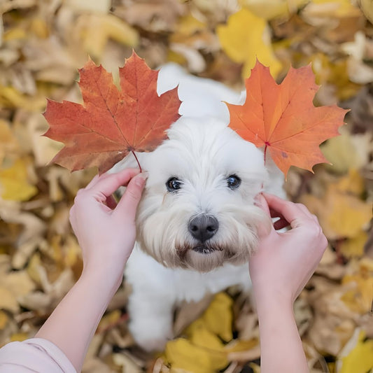 West Highland Terrier Westie Dog | Diamond Painting