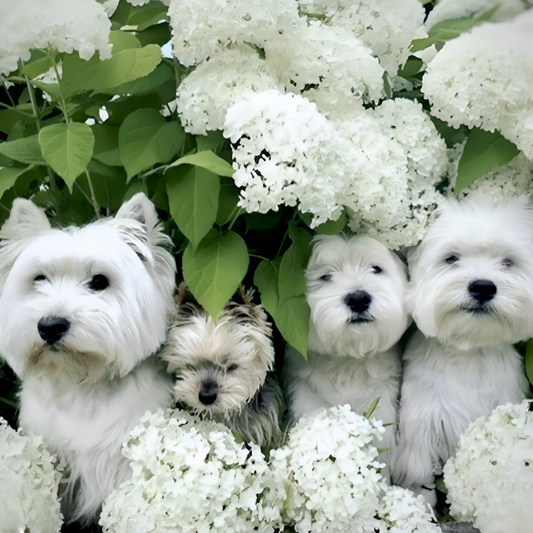 West Highland Terrier Westie Dog | Diamond Painting