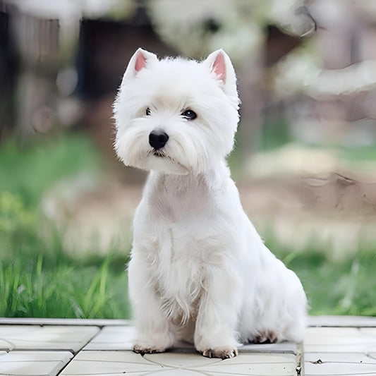 West Highland Terrier Westie Dog | Diamond Painting