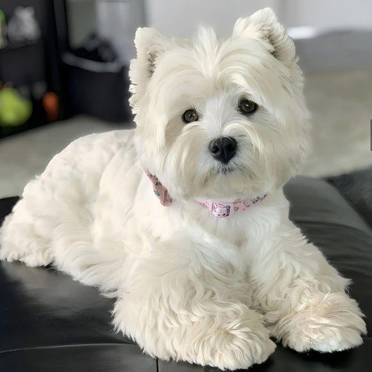 West Highland Terrier Westie Dog | Diamond Painting