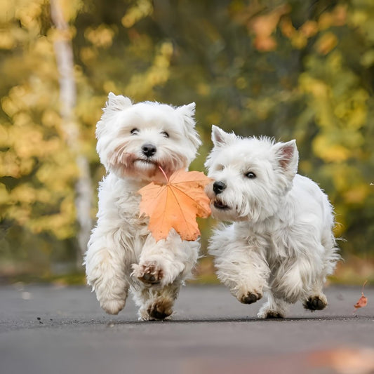West Highland Terrier Westie Dog | Diamond Painting