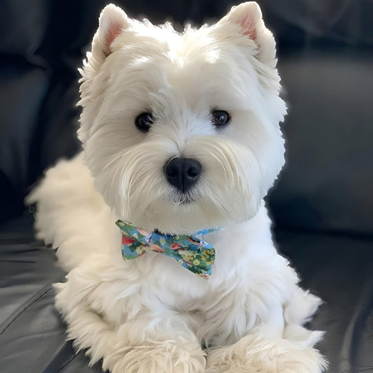 West Highland Terrier Westie Dog | Diamond Painting