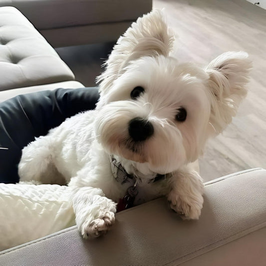 West Highland Terrier Westie Dog | Diamond Painting