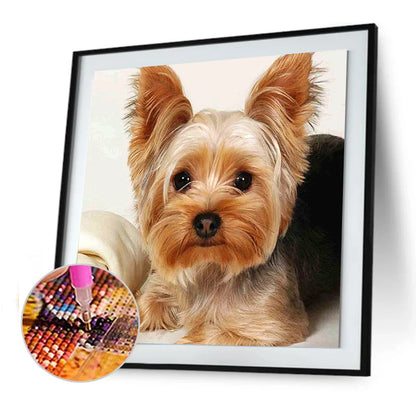 Brown Dog Yorkie | Diamond Painting