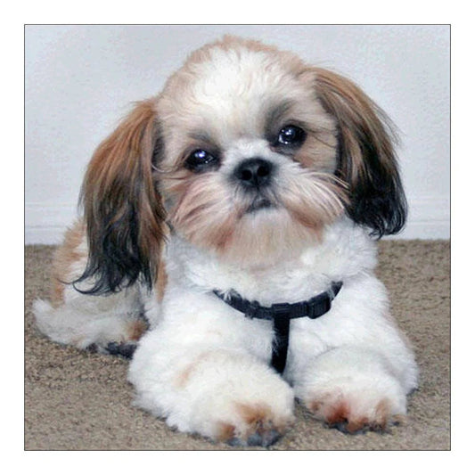 Cute Dog Shih Tzu | Cross Stitch Embroidery