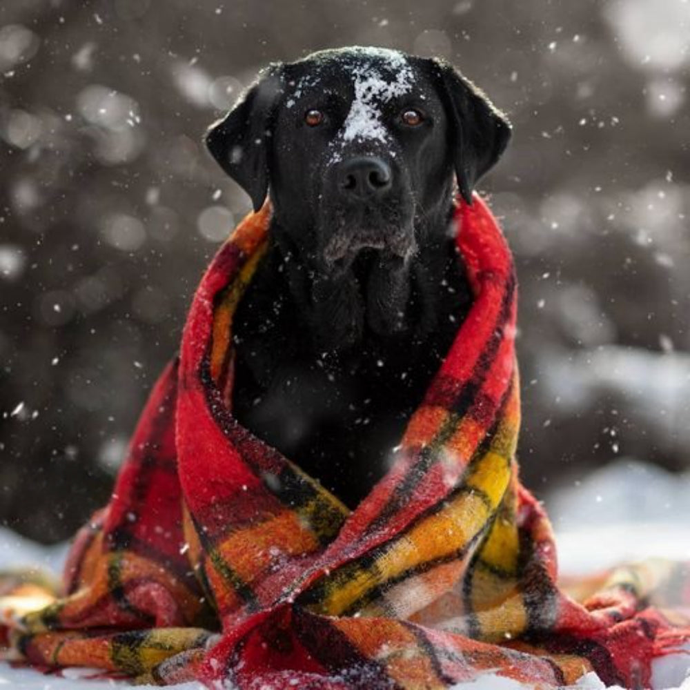 Christmas Dog | Diamond Painting