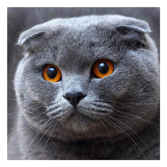 Cat | Cross Stitch Embroidery