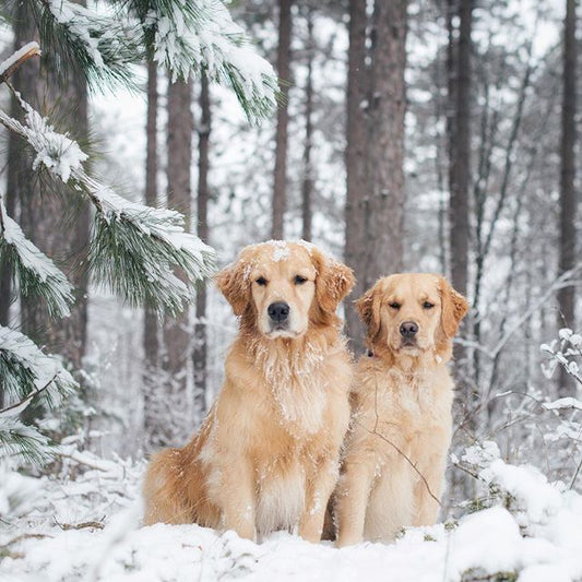 Christmas Dog | Diamond Painting