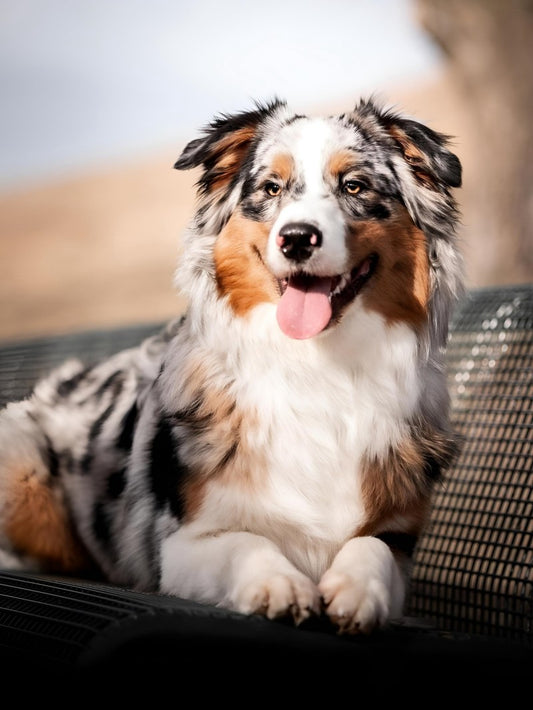 Dog Australian Shepherd | Diamond Painting