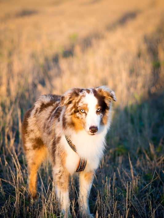 Dog Australian Shepherd | Diamond Painting