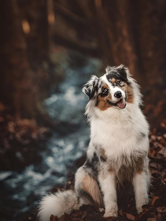 Dog Australian Shepherd | Diamond Painting