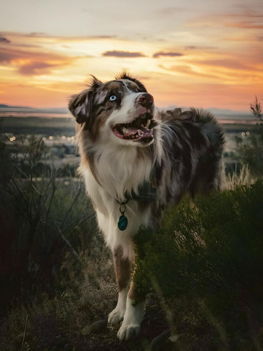 Dog Australian Shepherd | Diamond Painting