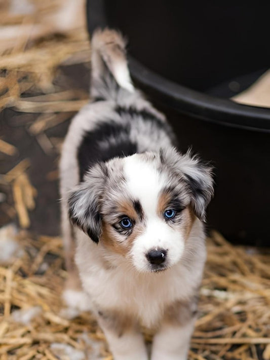 Dog Australian Shepherd | Diamond Painting