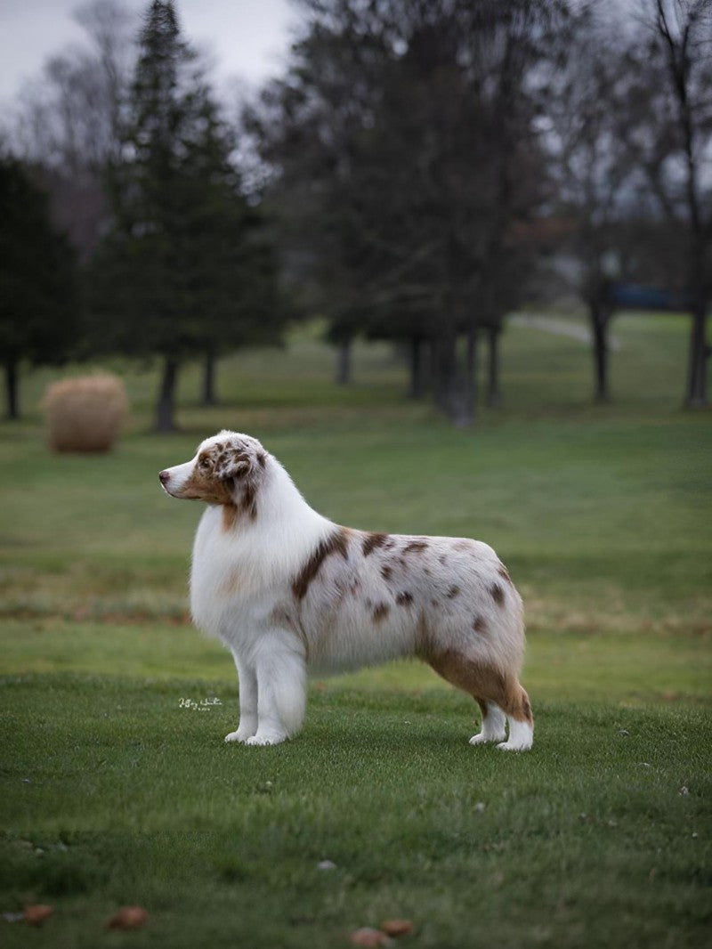 Dog Australian Shepherd | Diamond Painting