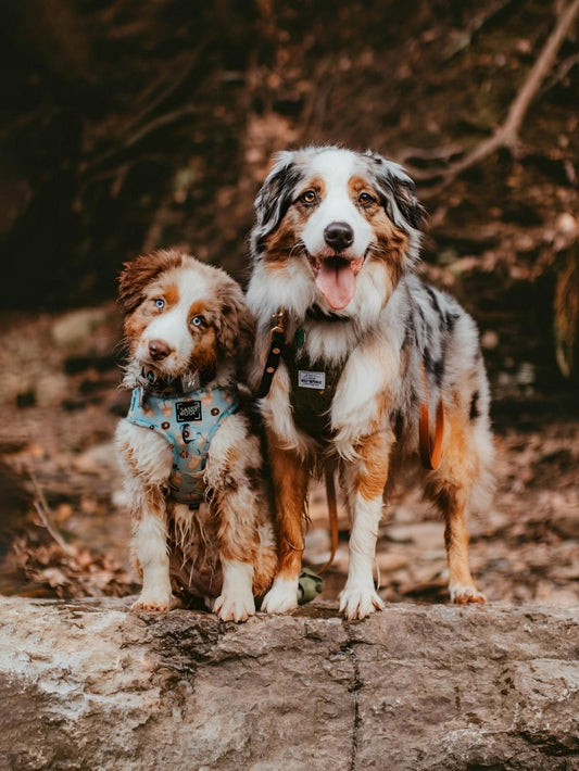 Dog Australian Shepherd | Diamond Painting