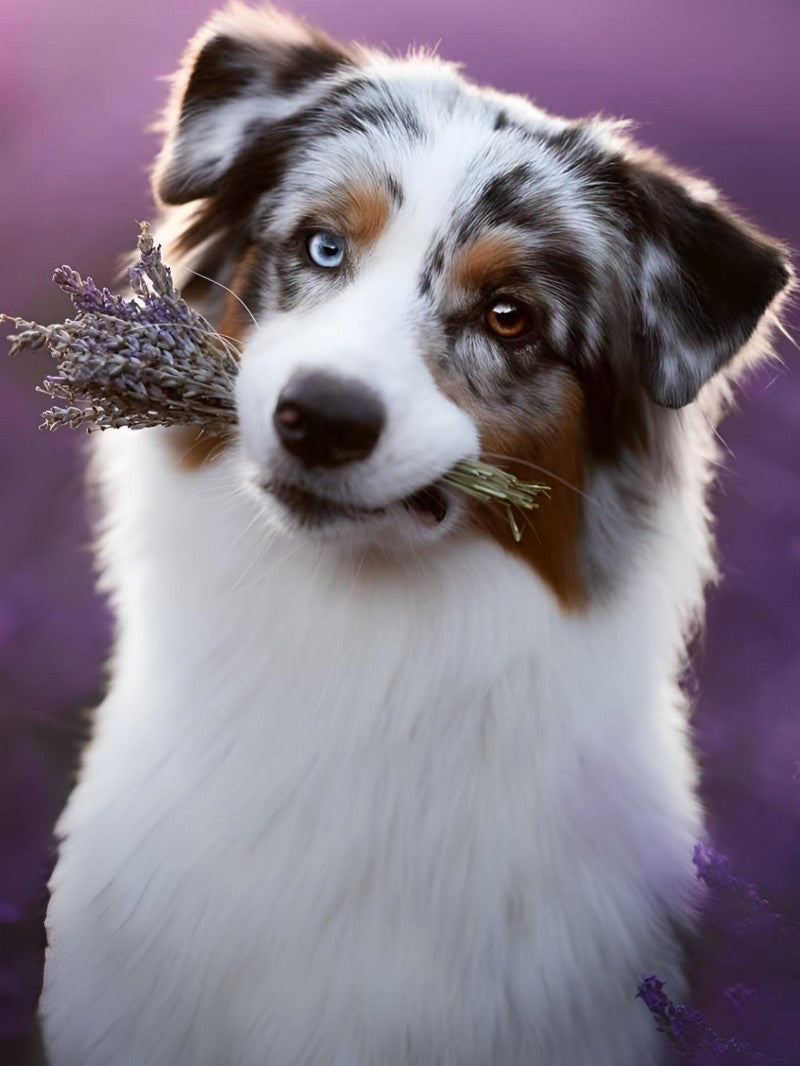 Dog Australian Shepherd | Diamond Painting