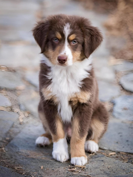 Dog Australian Shepherd | Diamond Painting