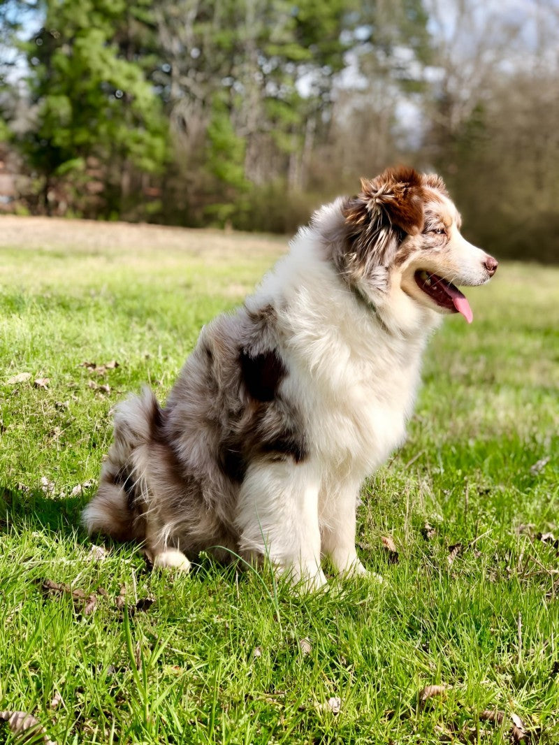 Dog Australian Shepherd | Diamond Painting