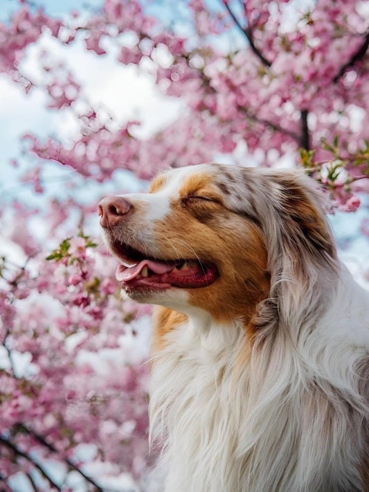 Dog Australian Shepherd | Diamond Painting