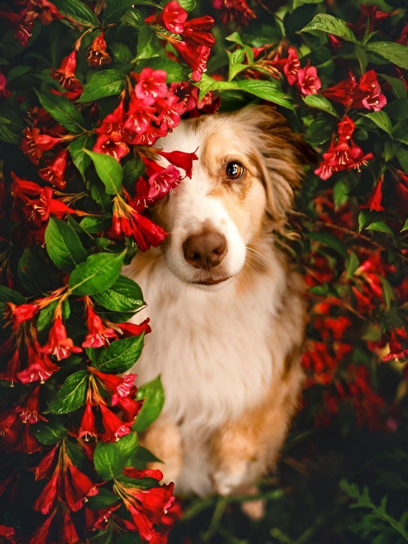 Dog Australian Shepherd | Diamond Painting