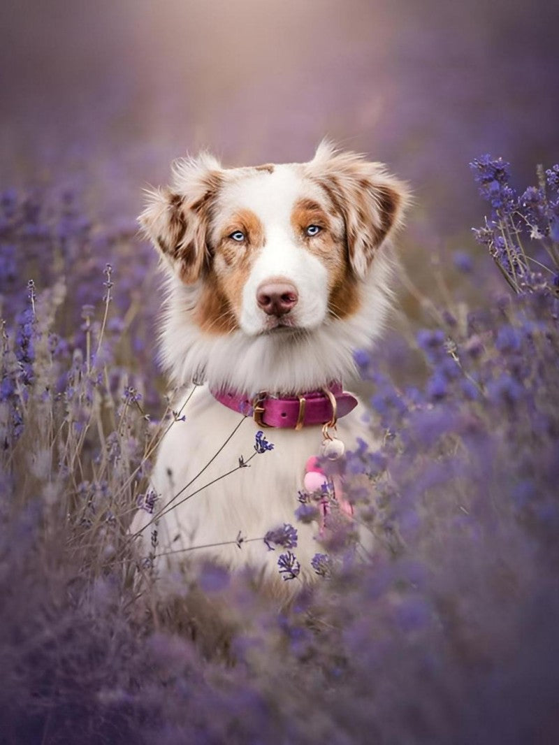 Dog Australian Shepherd | Diamond Painting