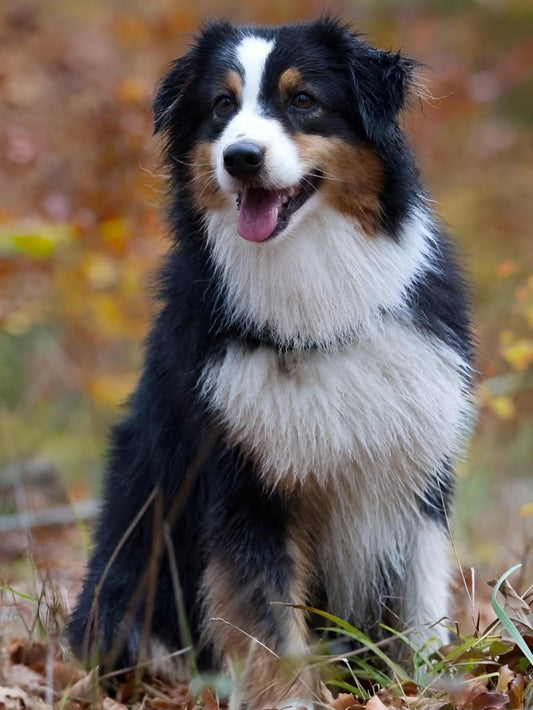 Dog Australian Shepherd | Diamond Painting