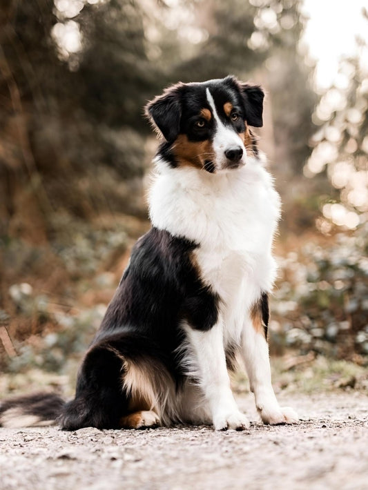 Dog Australian Shepherd | Diamond Painting