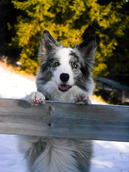 Dog Australian Shepherd | Diamond Painting